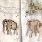 zoo sketches 2 zoo sketches 2