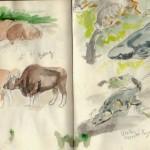 zoo sketches 3 zoo sketches 3