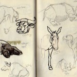 zoo sketches 6 zoo sketches 6