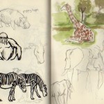 zoo sketches 7 zoo sketches 7