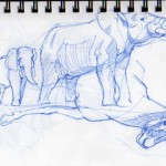 amnh01