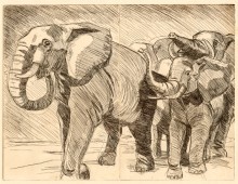 Elephant etching