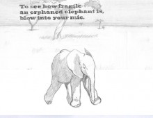 Sheldrick Wildlife
